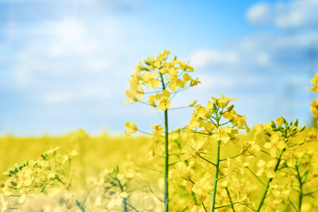 Yellow rapeseed flowers field. Beautiful bright colorful natural rural panoramic landscape with yellow rapeseed field against blue sky with clouds on sunny spring summer day. Element for design.の写真素材