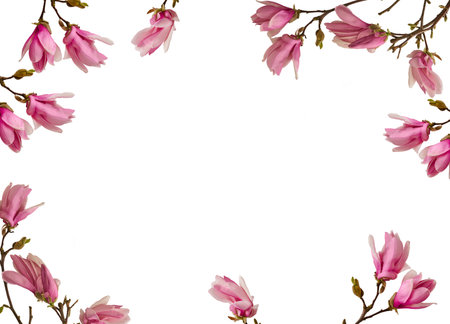 Frame of flowers blooming magnolia isolated white background with clipping path. Spring floral composition. Festive flower concept with copy space. Can be used for self design.の写真素材