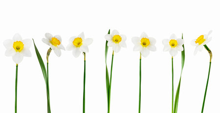 Yellow spring flowers daffodils or narcissus close up isolated on white background with clipping path. Set of flying narcissus flowers for design packaging or labels. Can be used for self design.の写真素材