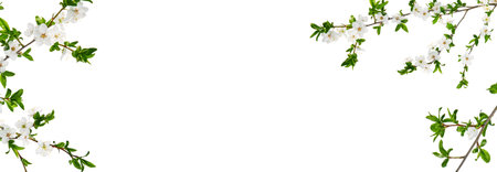 Frame of flowers blooming apple or cherry isolated white background with clipping path. Spring floral composition. Festive flower concept with copy space. Can be used for self design.Banner.の写真素材