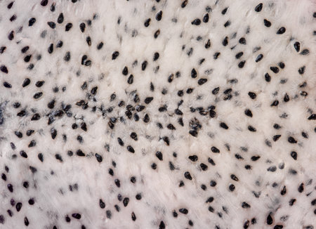 Pitaya Slices or Dragon fruit portion background texture. Design element. Top view. Close up.の写真素材