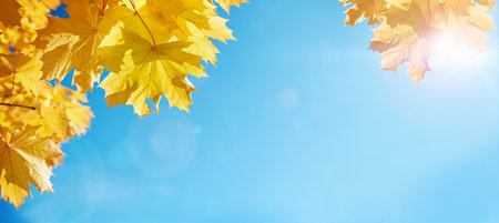 Beautiful autumn natural background. Yellow maple leaves against a blue sunny sky with rays and bokeh highlights autumn park. Border of autumn leaves on a sunny day.の写真素材