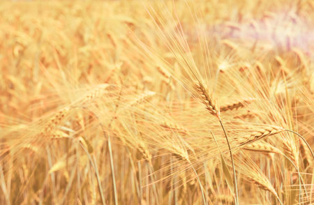 Shavuot jewish holiday. Ripe wheat ears of golden wheat in field at sunset light close up. Harvest festival background with empty space for text.の写真素材