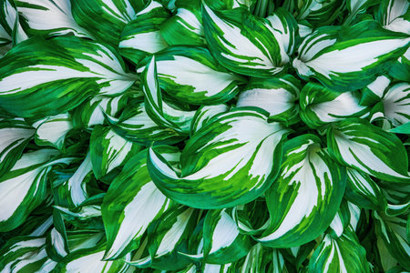 Nature leaves of hosta, green tropical natural floral ornament, abstract green leaves nature view of leaf in garden.の写真素材
