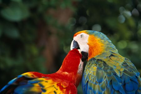 Loving Parrots