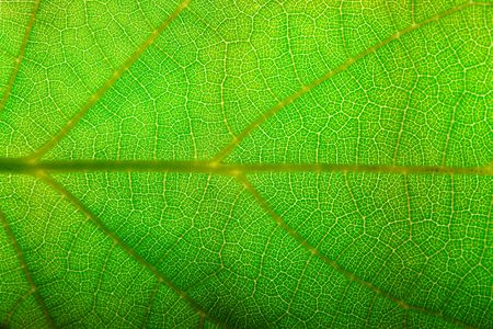 green leaf closeup