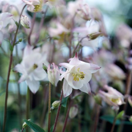 Beautiful white/purple flowersの写真素材