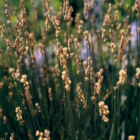 Closeup of plants with shallow DOFの写真素材