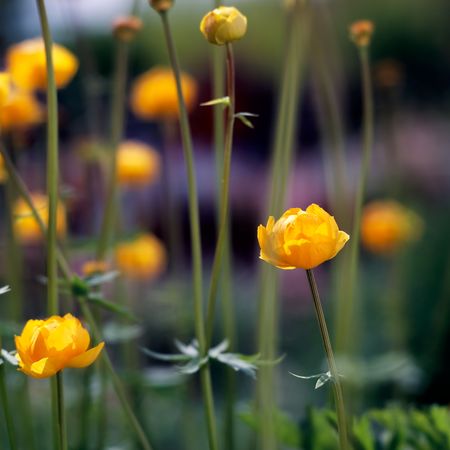 Yellow summer flowersの写真素材
