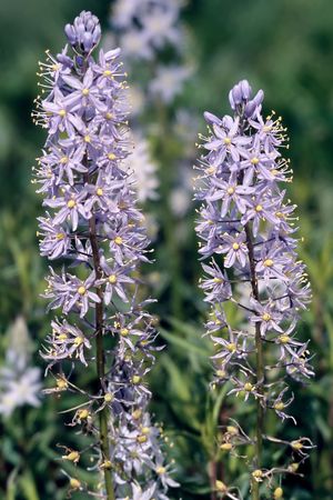 Purple flowers in a garden