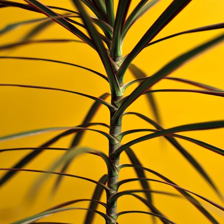 Plant on a yellow backgroundの写真素材