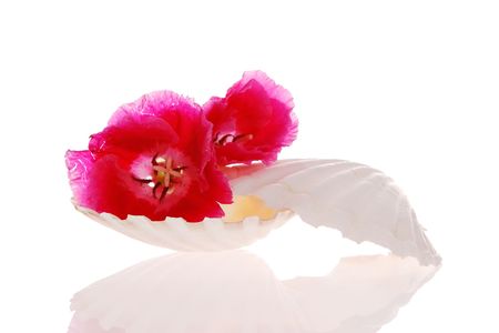 Seashell and flower isolated on white
