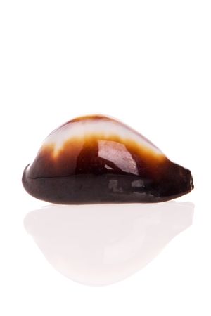 Seashell isolated on white backgroundの写真素材