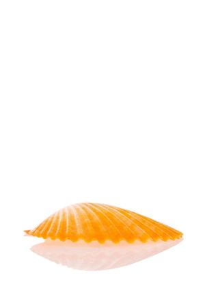 Seashell isolated on white backgroundの写真素材