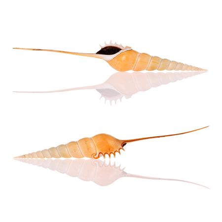 Shinbone Tibia Seashells isolated on white background