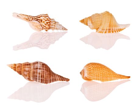 Seashells isolated on white background