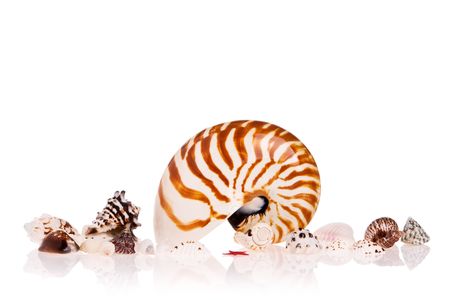 Seashells isolated on white backgroundの写真素材