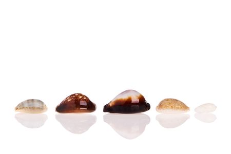 Seashells isolated on white background