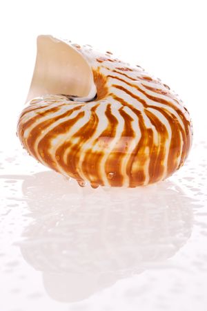 Nautilus seashell isolated on white backgroundの写真素材