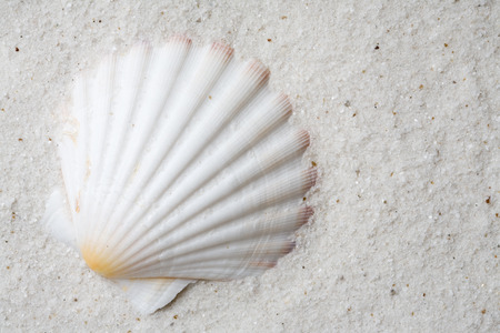 scallop seashell on white sandの写真素材