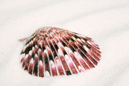 scallop seashell on white sand