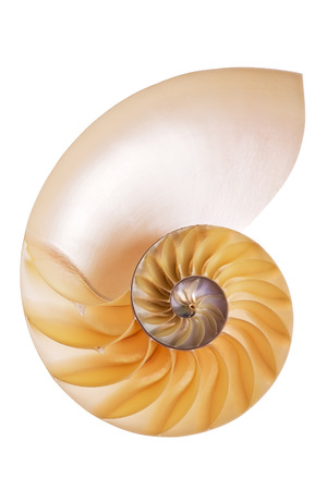 Nautilus Split Half shell isolated on white backgroundの写真素材