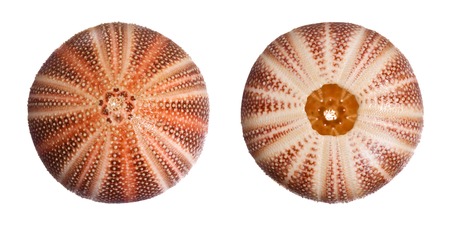 English Sea Urchin isolated on white background