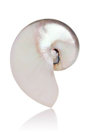 Pearled Nautilus Seashell isolated on white backgroundの写真素材