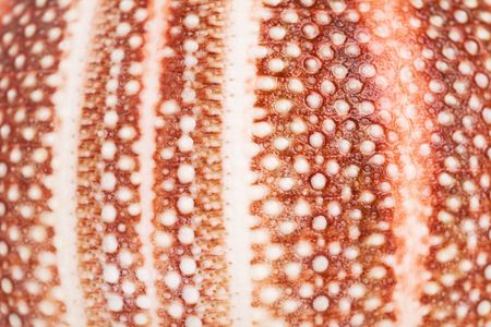 Seashell background with texture detail
