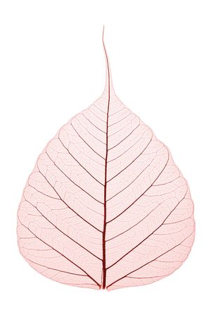 Single skeleton leaf isolated on white backgroundの写真素材