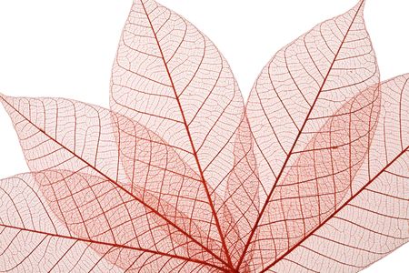 Skeleton Leaves Composition on white backgroundの写真素材