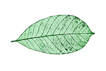 Single skeleton leaf isolated on white background