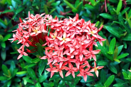 Rauvolfia serpentine