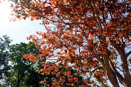 Colorful red leaves on treeの写真素材