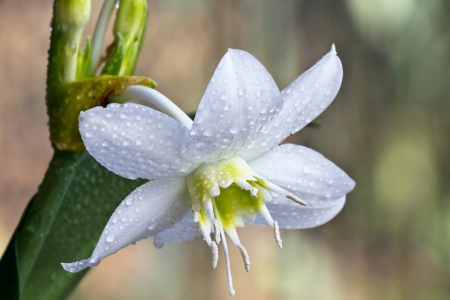 Close-up white Amazon lily flower の写真素材