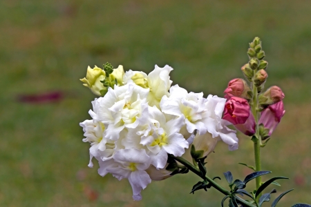 White flowerの写真素材