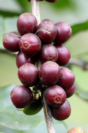 Coffee beans on treeの写真素材