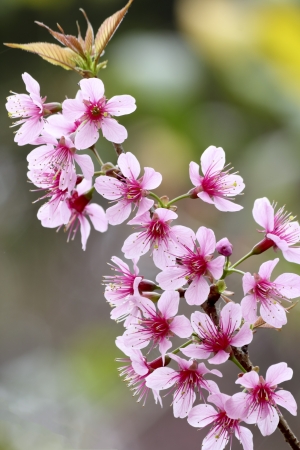 Blooming tree in spring with pink flowersの写真素材