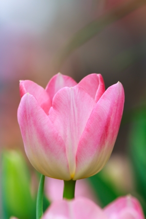 The close-up of pink tulipの写真素材