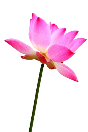 Lotus isolated on white backgroundの写真素材