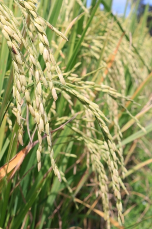 Ear of rice, green paddyの写真素材