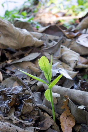 Close-up of a young green plant の写真素材