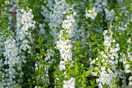 Beautiful white flowers in gardenの写真素材