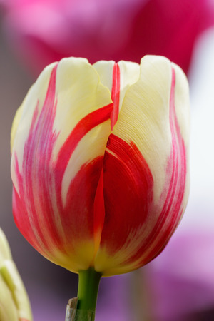 Tulip blooming in the parkの写真素材
