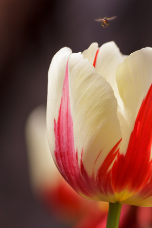 Tulip blooming in the parkの写真素材