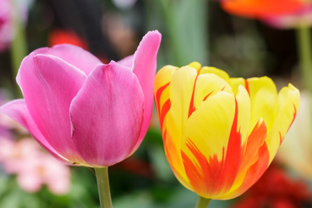 Tulip blooming in the parkの写真素材