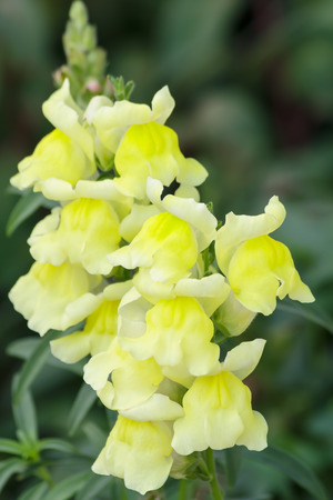 Beautiful summer flower in gardenの写真素材