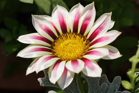 Close up of Gazania flowerの写真素材