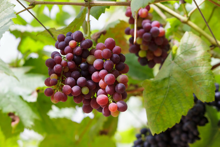 Grapesの写真素材