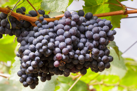 Grapesの写真素材